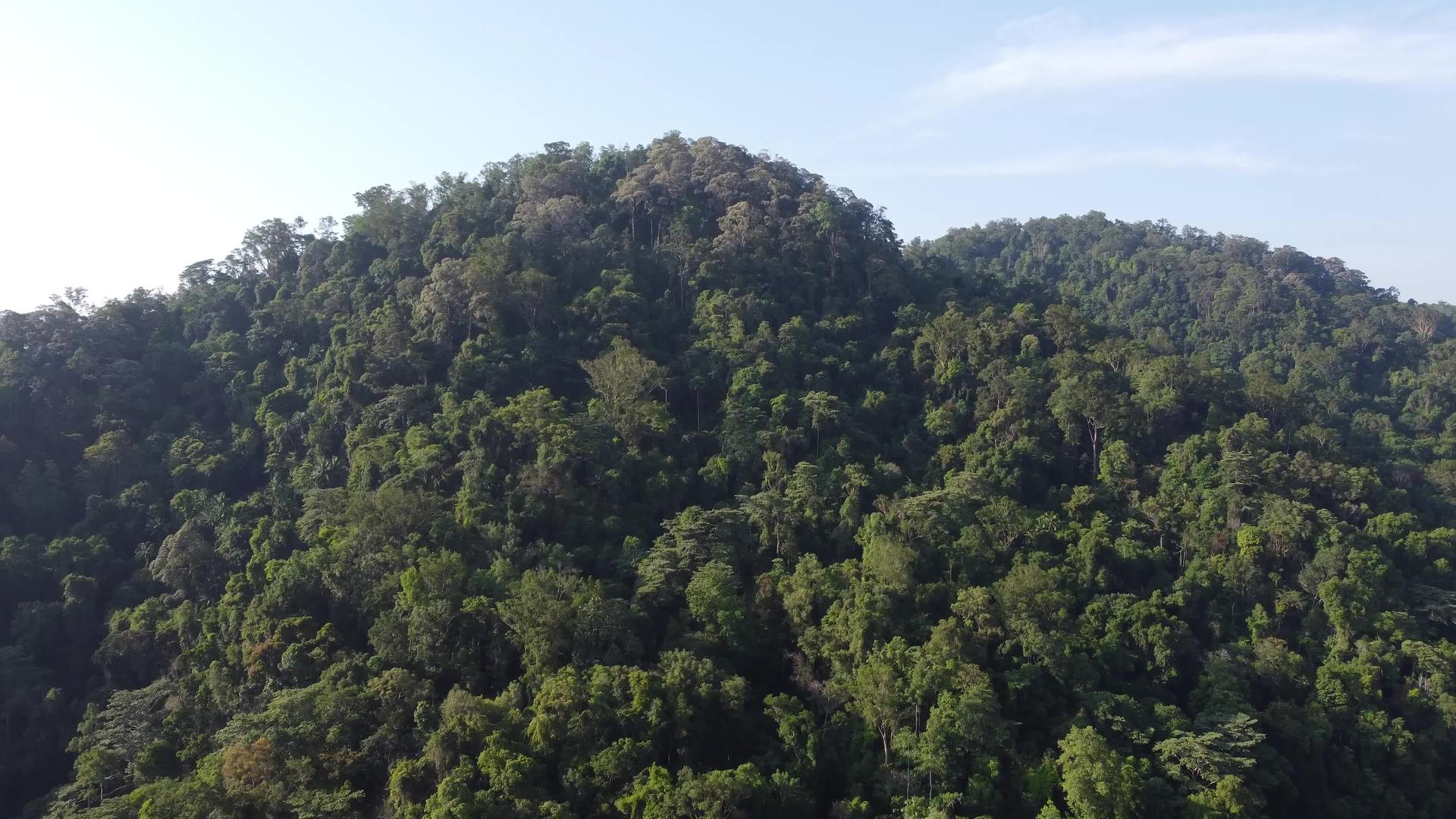 飞越马来西亚热带雨林视频的预览图