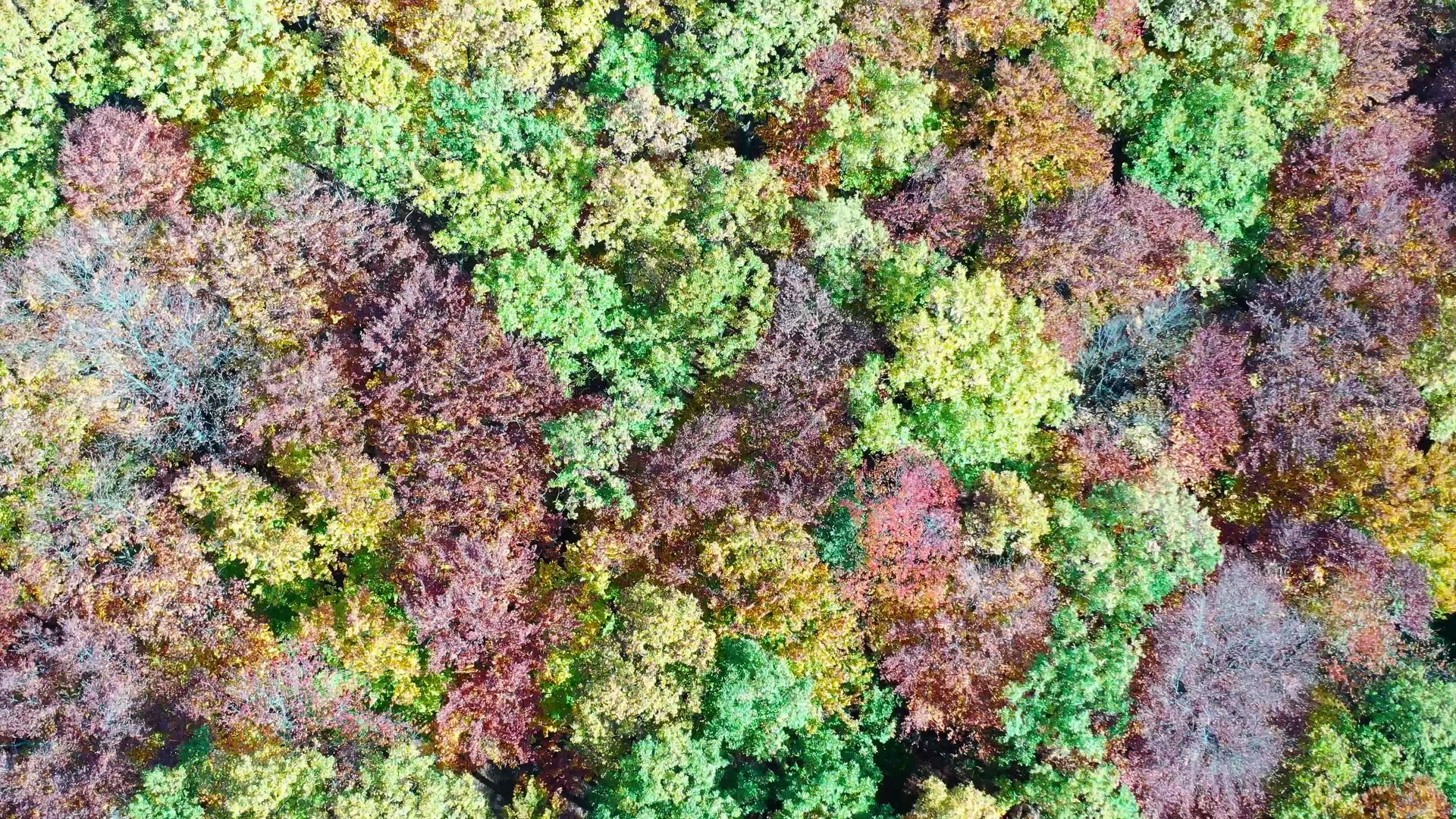 从上面可以看到秋天的树叶无人机视频的预览图