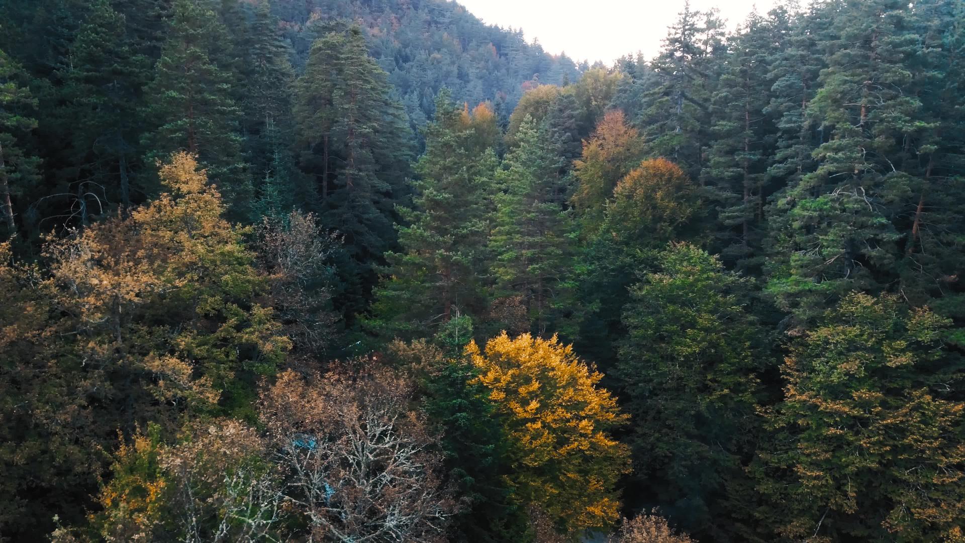 在华丽茂密的森林中飞过迷人的树木山坡上覆盖着旋转视频的预览图