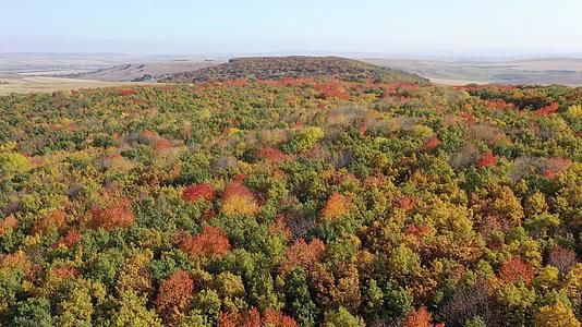 秋天充满活力的色彩下叶树林的顶部视图视频的预览图