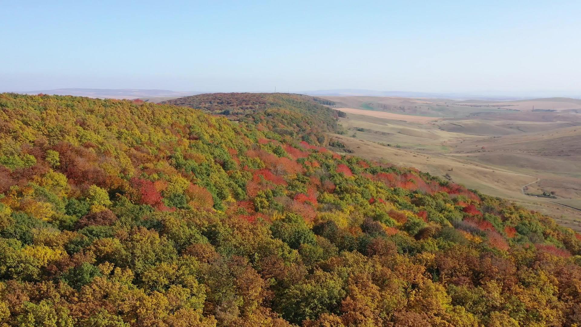 美丽的奥克托白树颜色在秋天的森林上空飞行视频的预览图