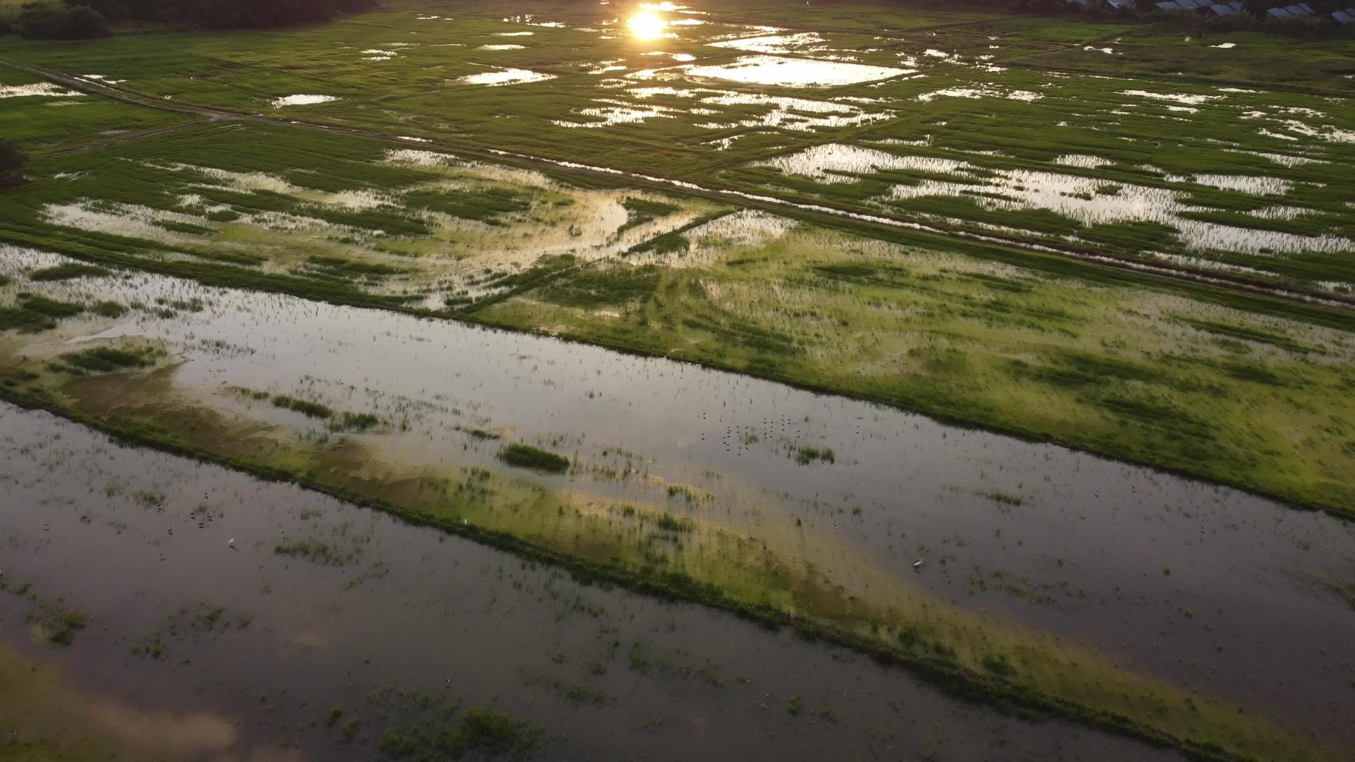 日落时稻田的视野视频的预览图