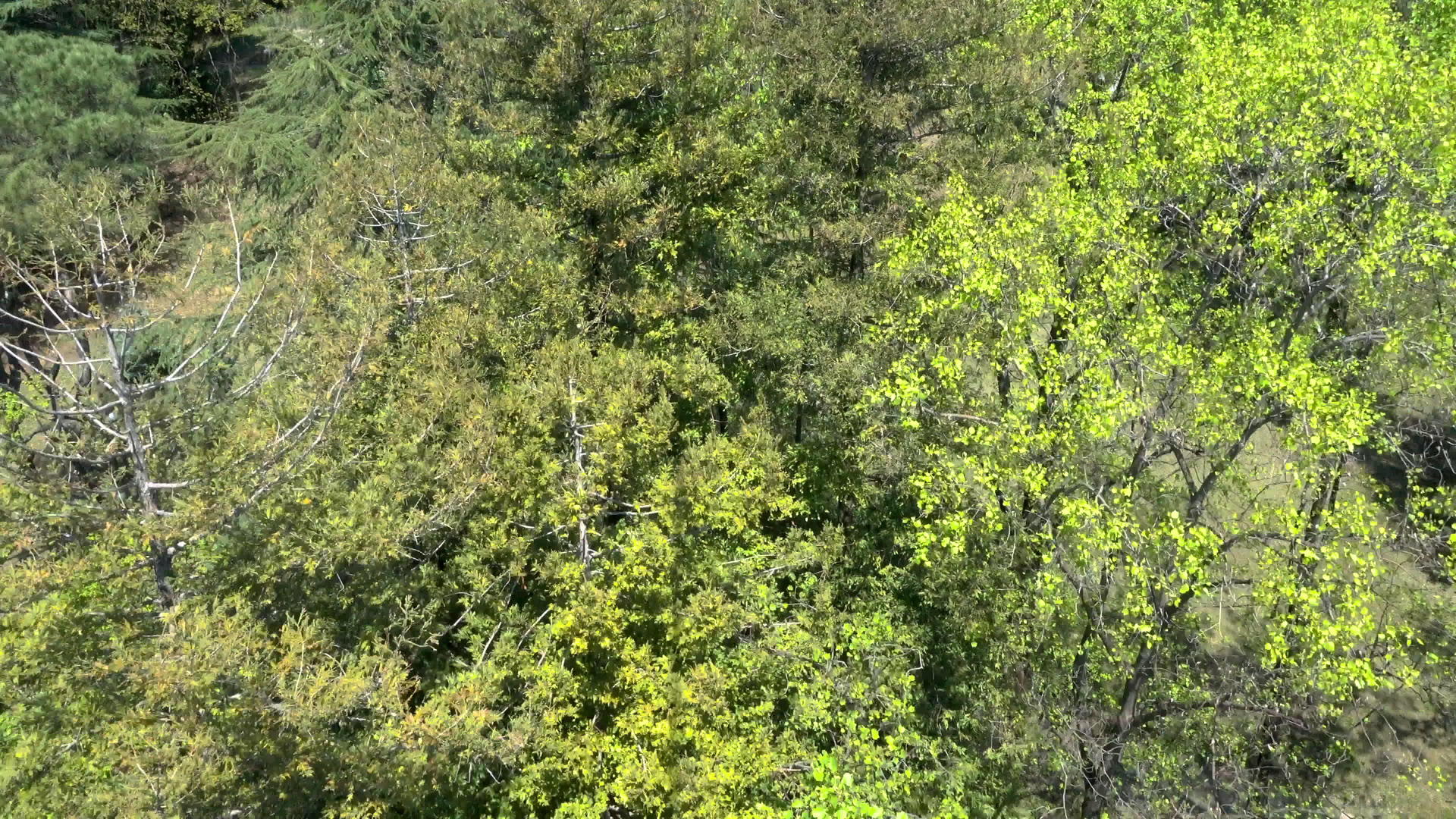 空气视图的森林视频的预览图