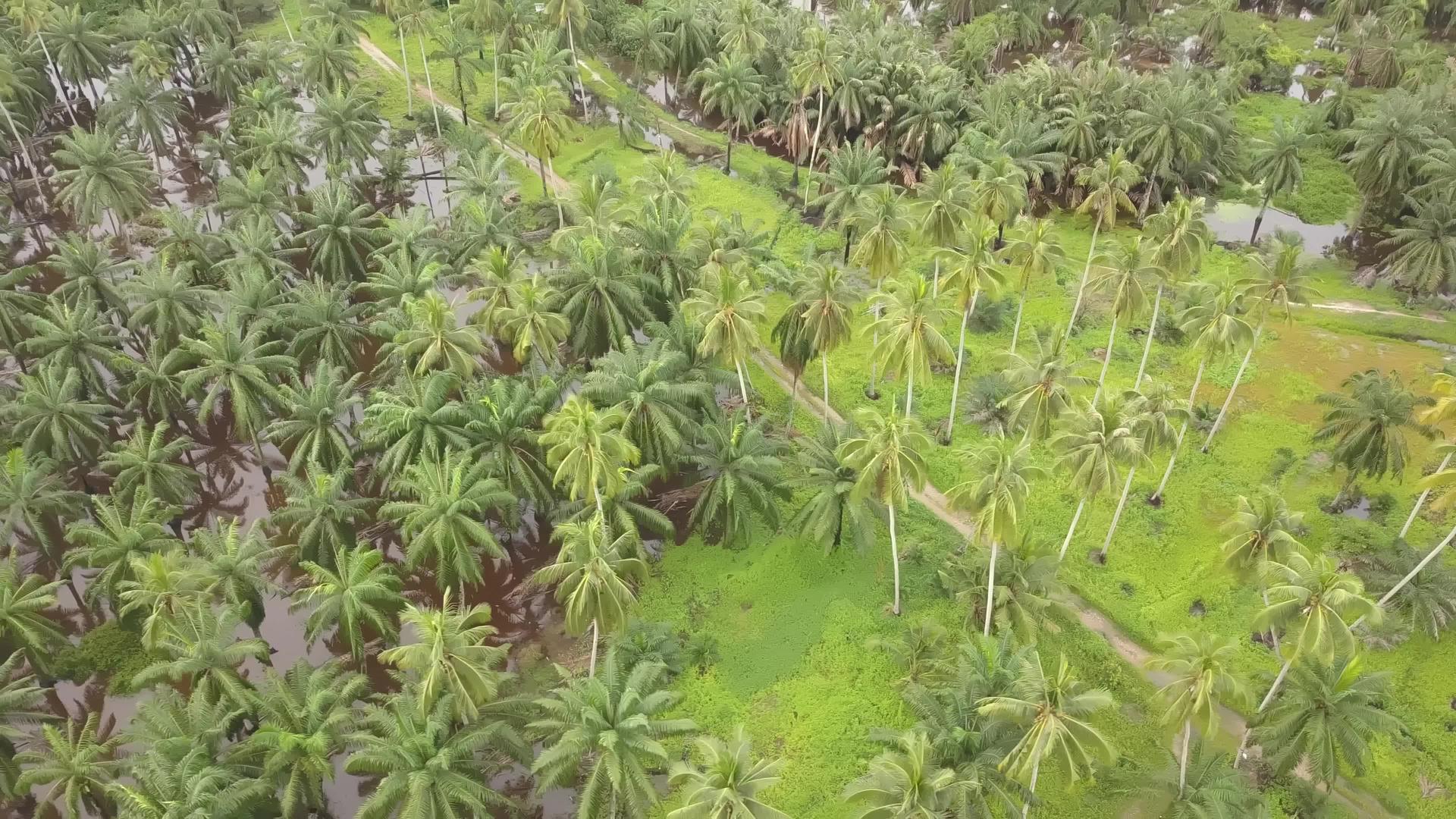 绿椰子树视频的预览图