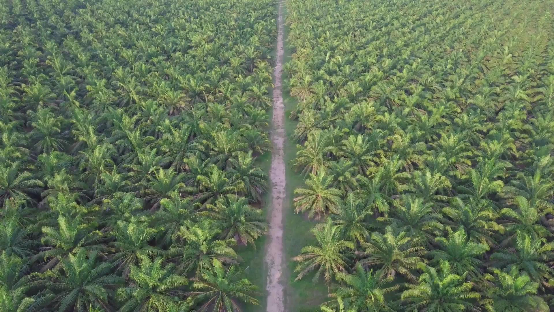 飞过油棕榈种植园农场的路上视频的预览图
