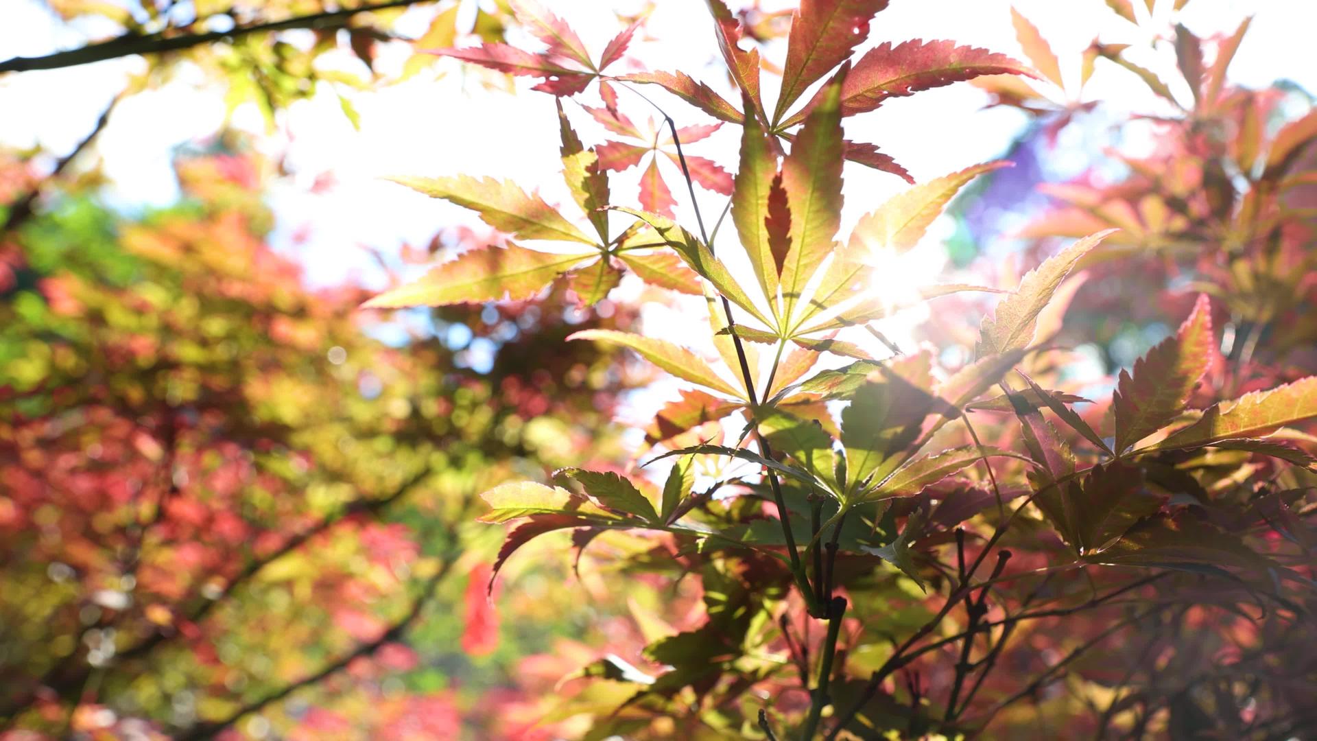 4k实拍唯美秋日阳光透过枫叶景观风景风景的预览图