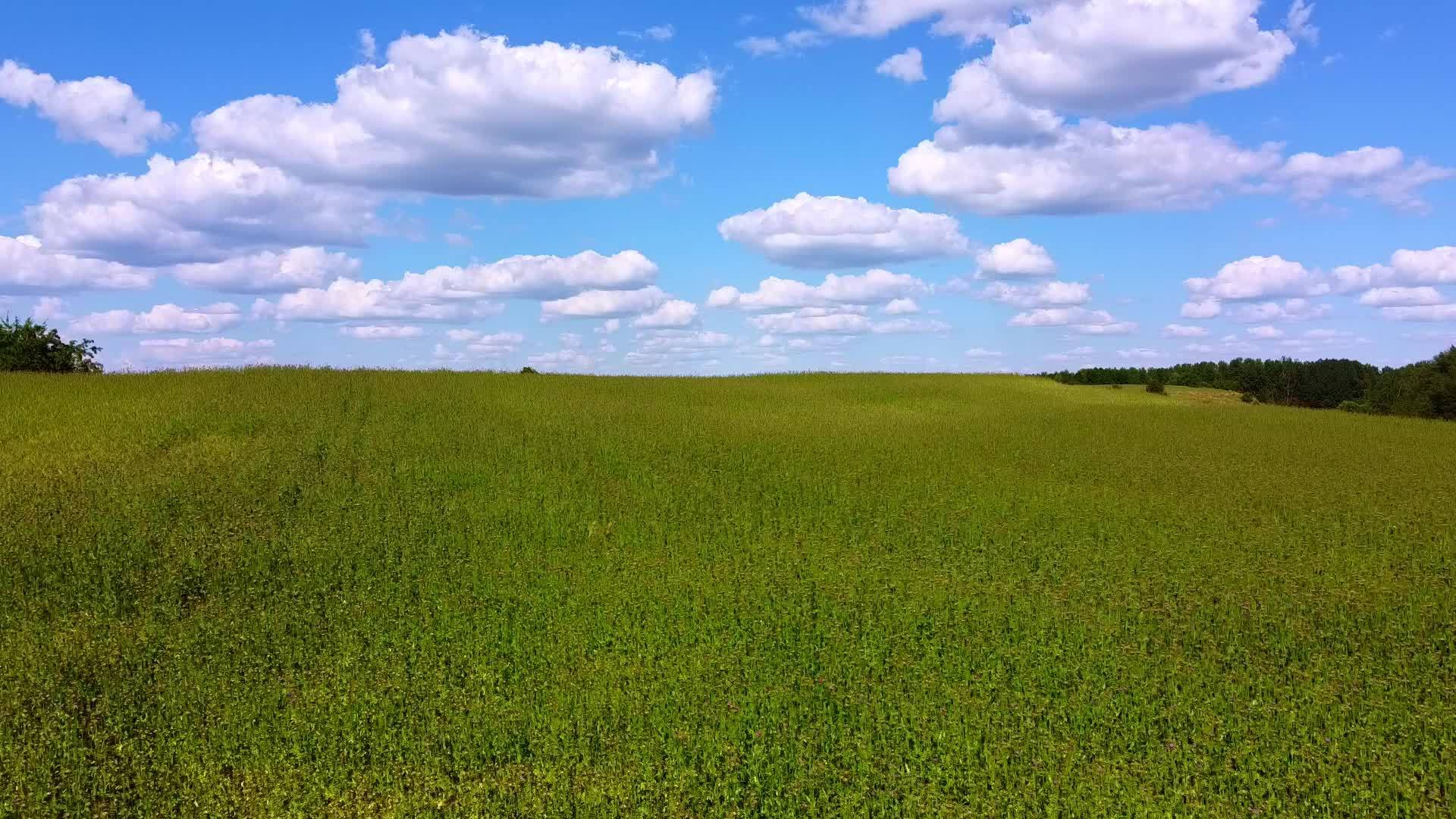 在绿色的田野上起飞的无人机可以欣赏到美丽的蓝色湖泊视频的预览图