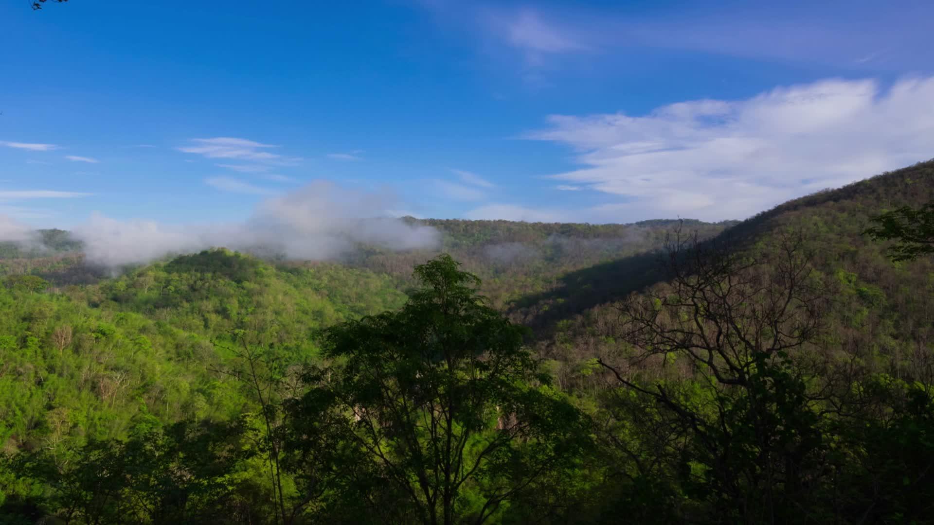 有雾的热带雨林视频的预览图