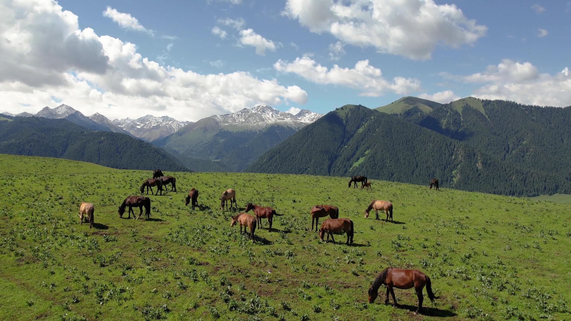 草原放牧马群山脉雪山航拍视频视频的预览图