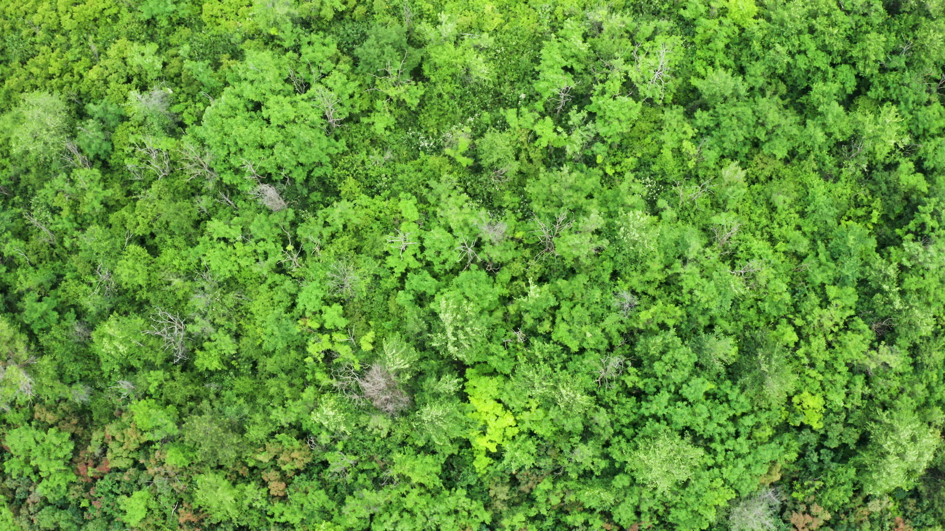 上升的空中画面是密集的森林视频的预览图