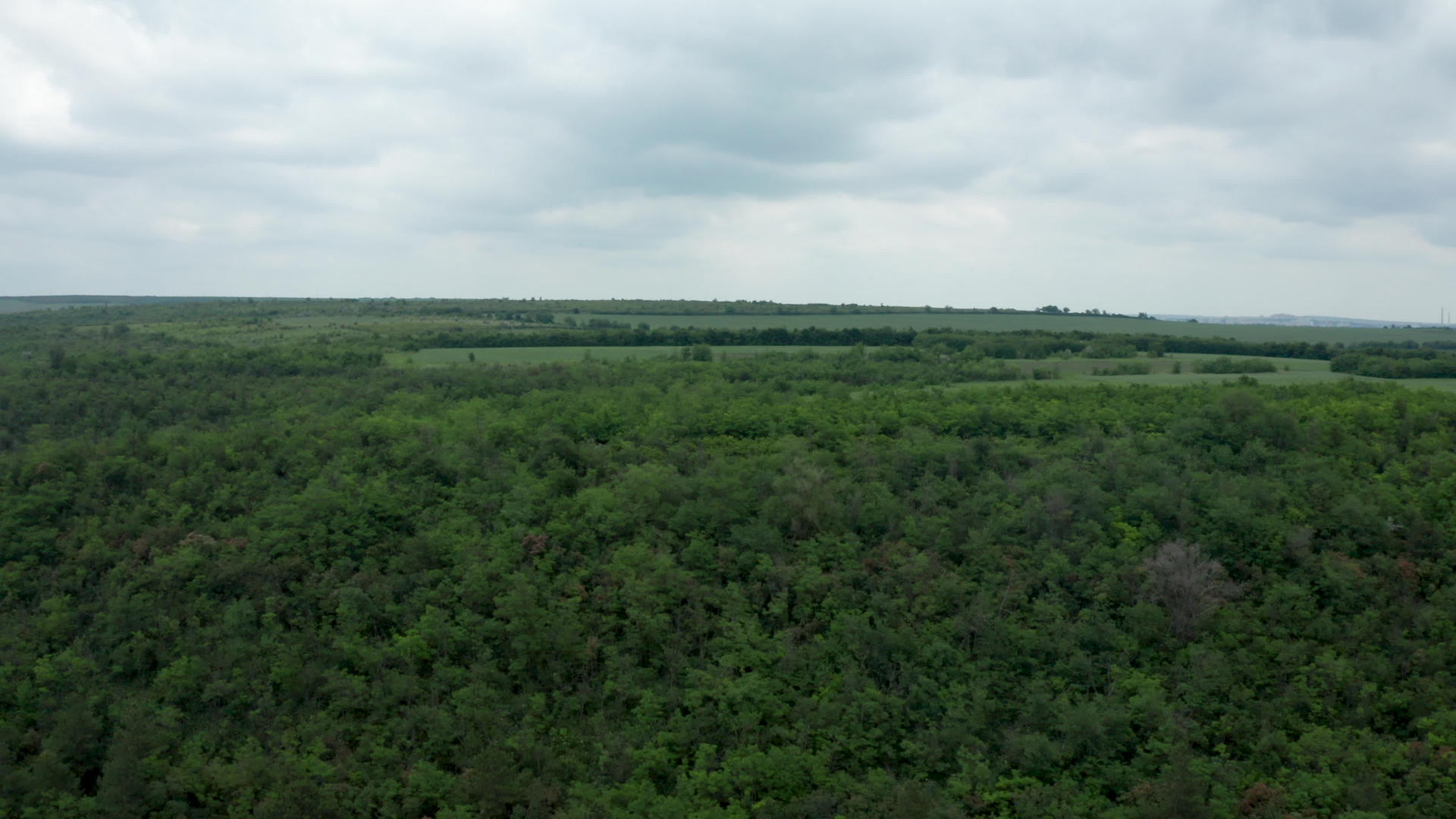 阴云笼罩在茂密的森林中视频的预览图