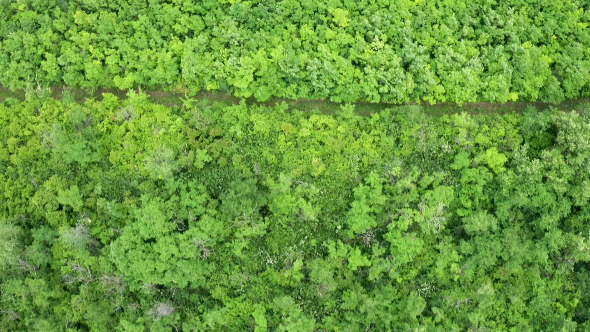 在空中上下拍摄密集的森林视频的预览图