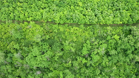 在空中上下拍摄密集的森林视频的预览图