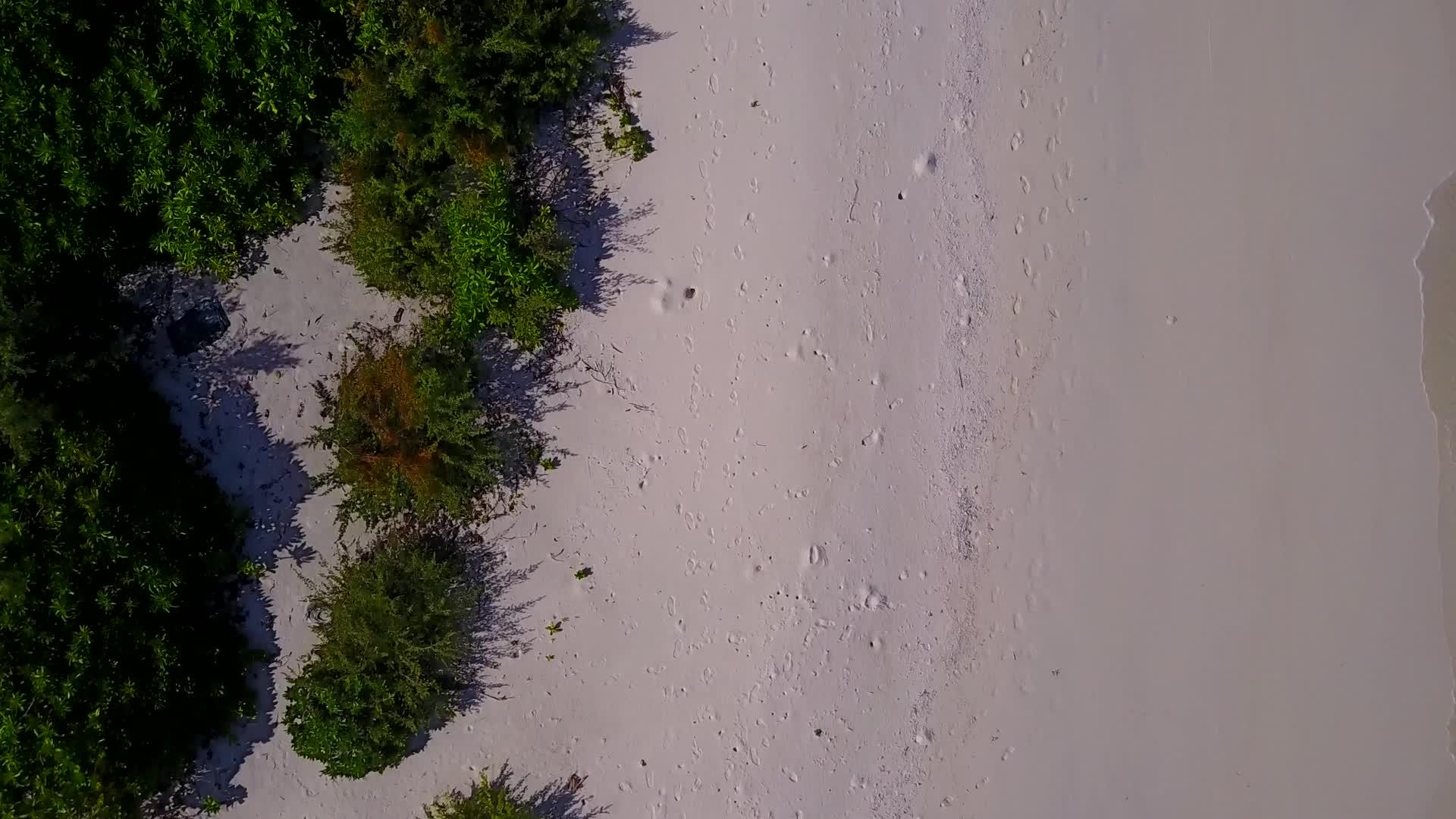 海岸线海滩野生动物空中无人机旅游视频的预览图