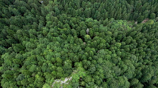 夏天森林里绿树的顶层天空视图视频的预览图