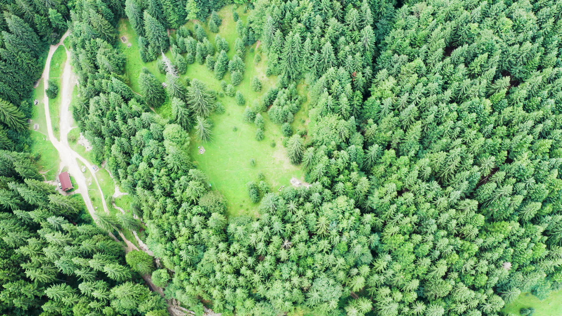 美丽的无人驾驶飞机在绿色森林和自然公园的空中视频视频的预览图
