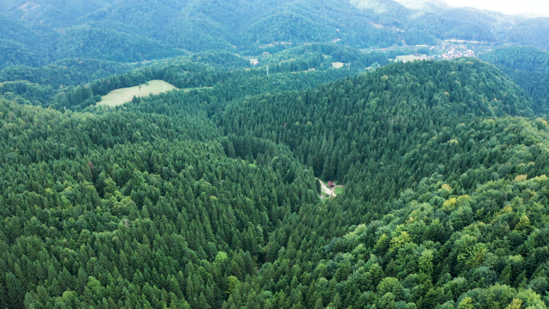 山中绿林视频的预览图