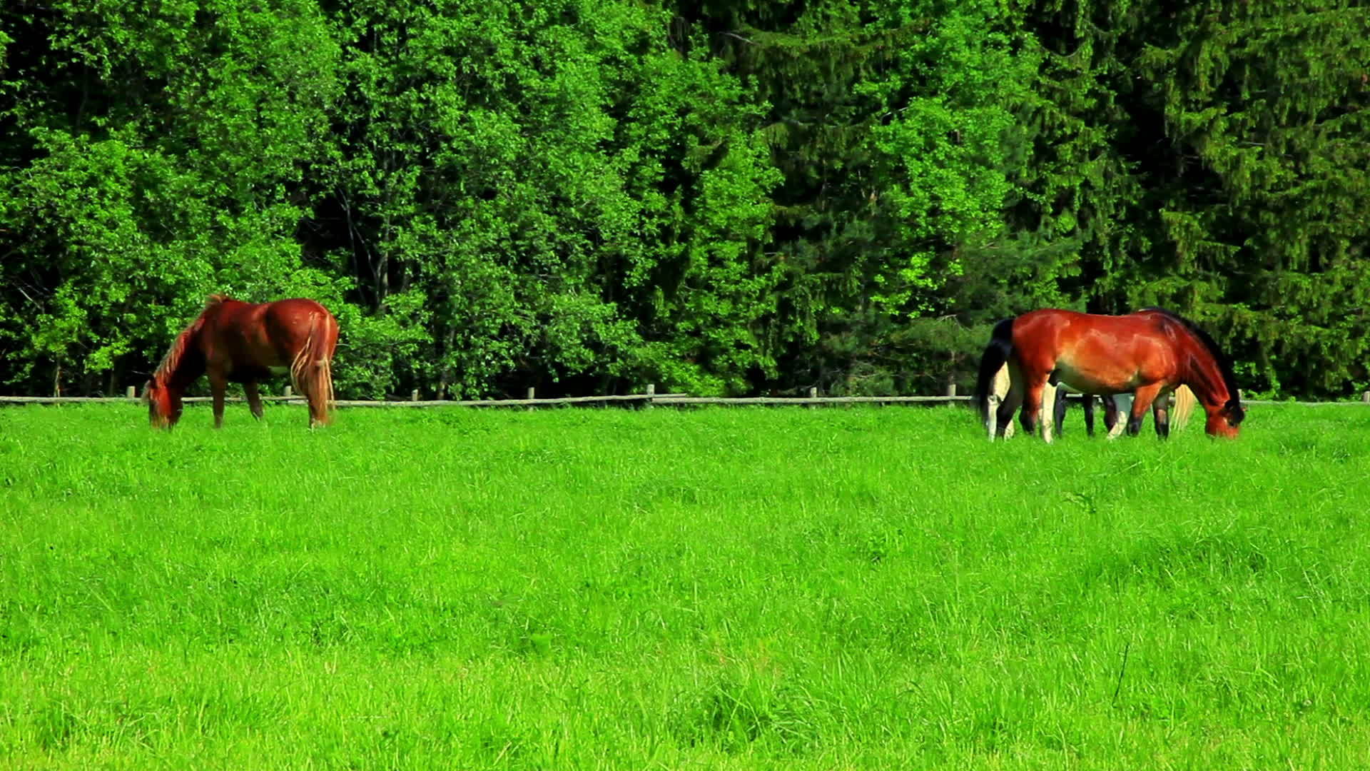 马在绿地上放牧野马在田野上放农村地貌视频的预览图
