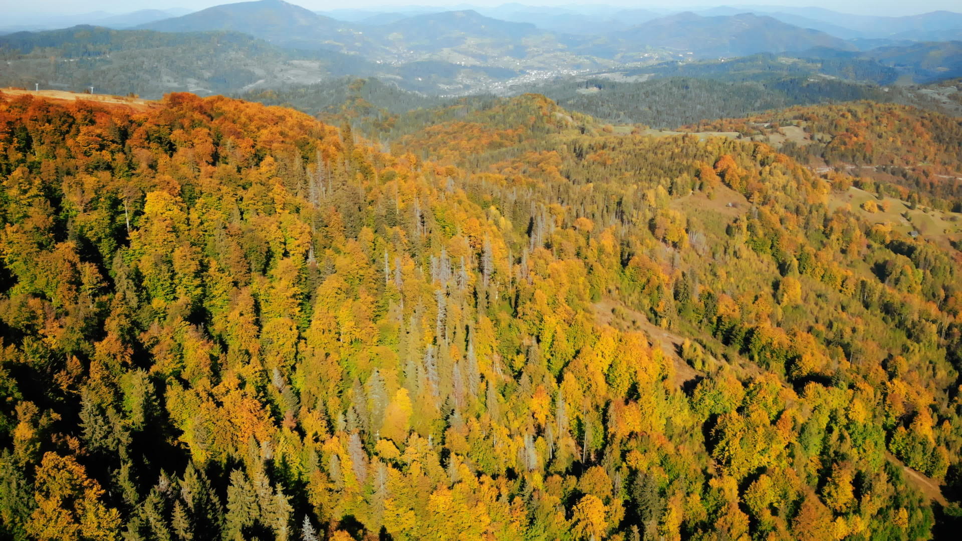 高原的秋树视频的预览图