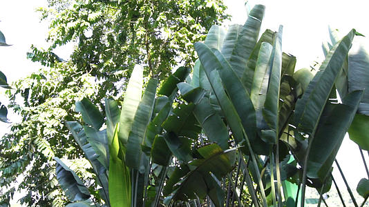 热带雨林芭蕉叶视频的预览图