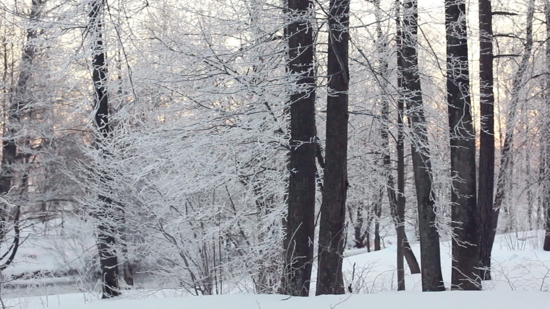 冬季森林和阳光森林中的雪景阳光透过树林视频的预览图