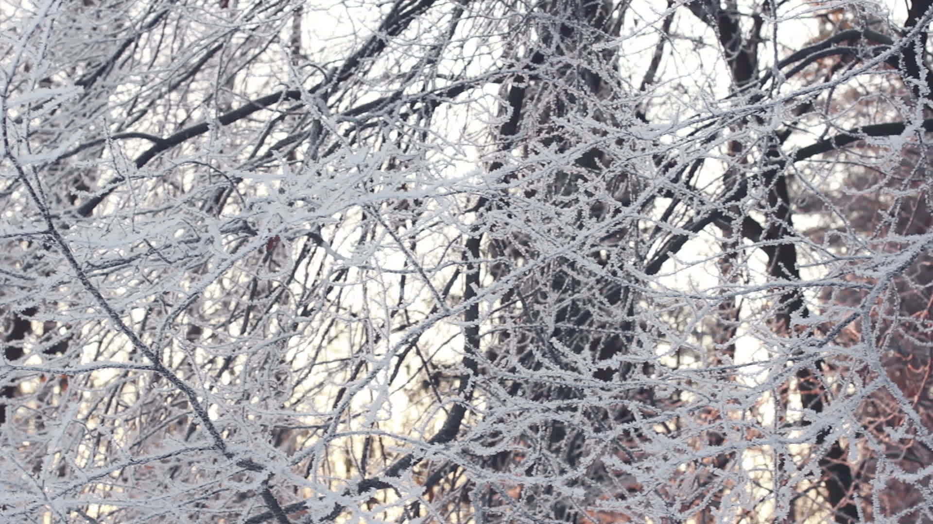 冬季背景：冬季森林里的雪树被雪覆盖视频的预览图