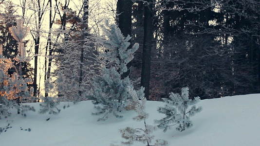冬季森林阳光下的雪景背树林日落视频的预览图