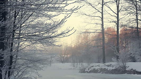 冬季风景森林的雪景冰冻河边有雾视频的预览图