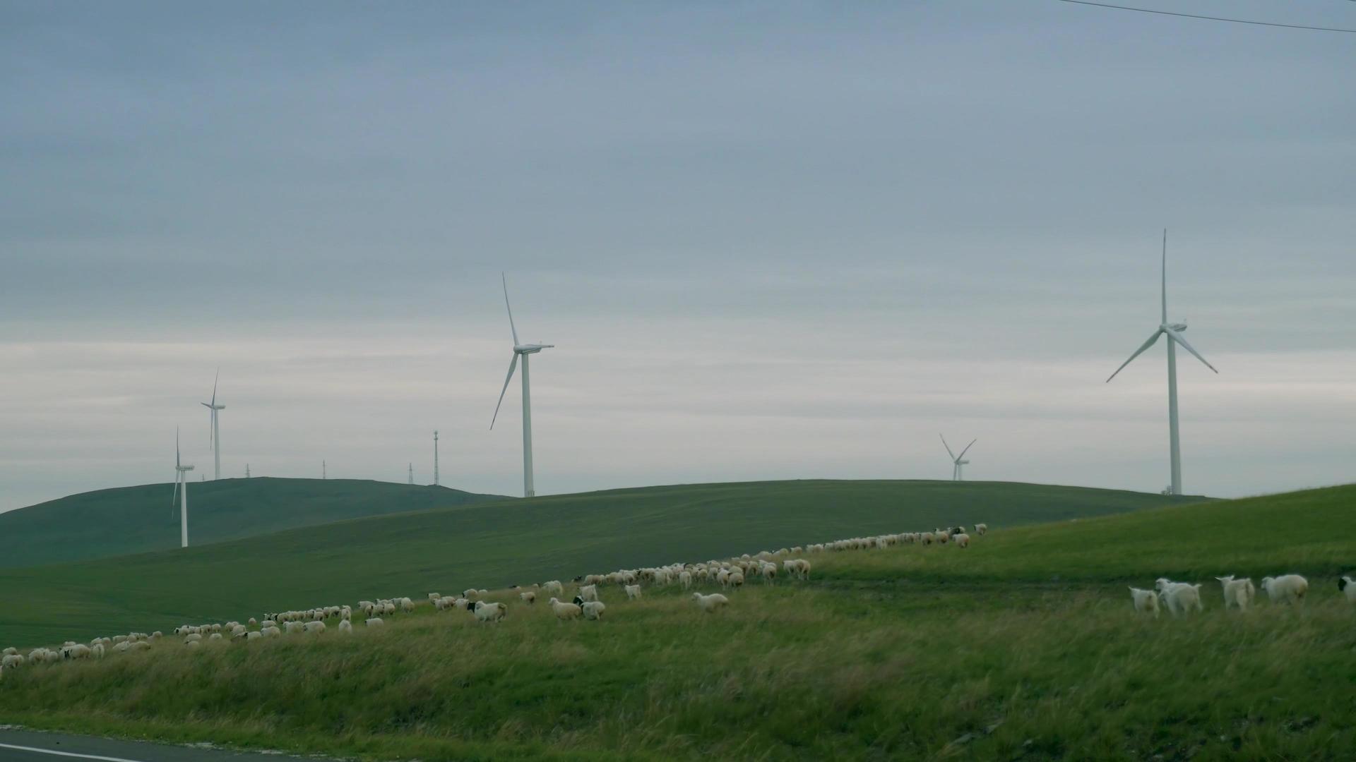 草原养殖羊群视频的预览图