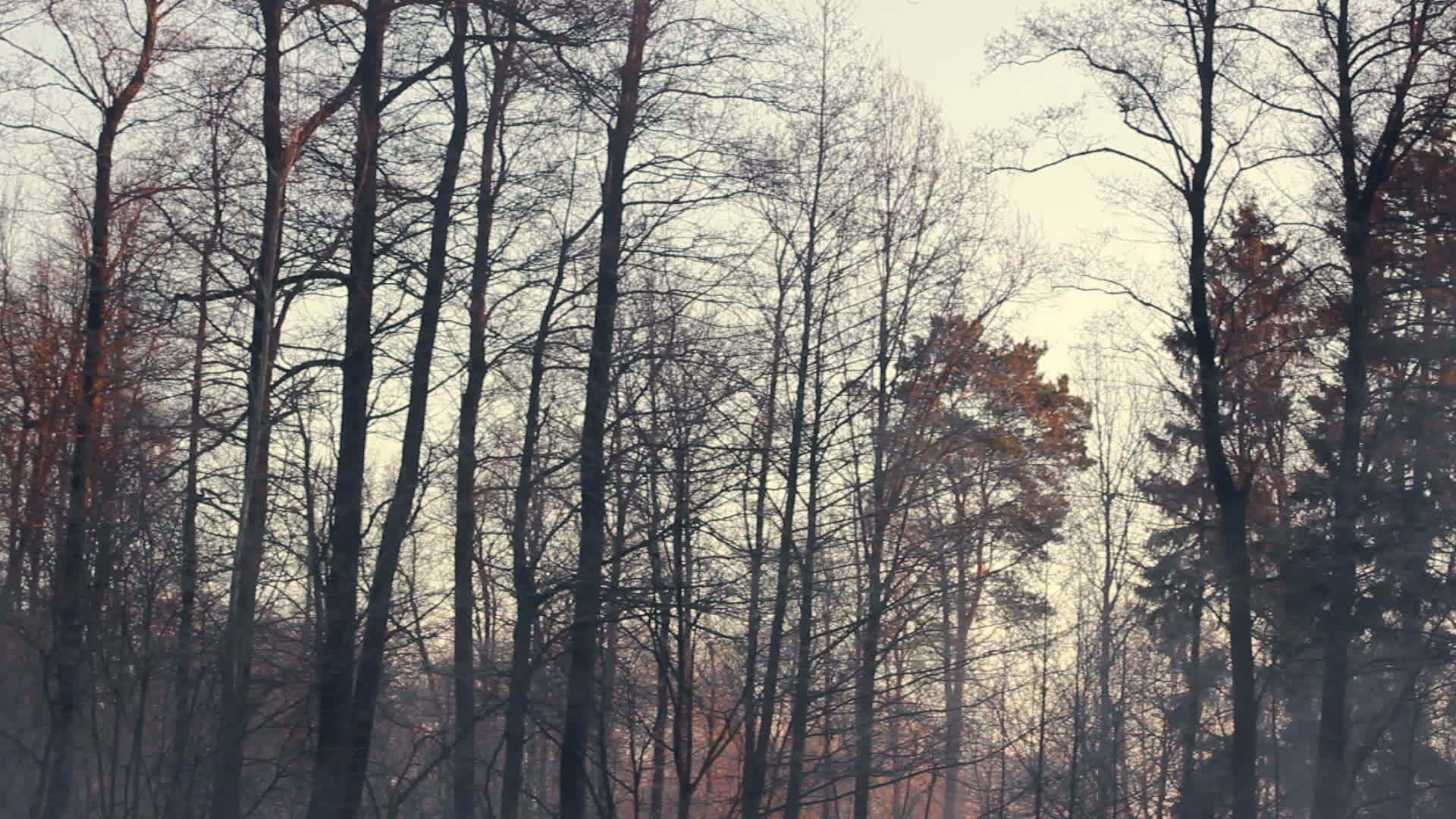 冬光辉森林秋林黑暗树干寒冷视频的预览图