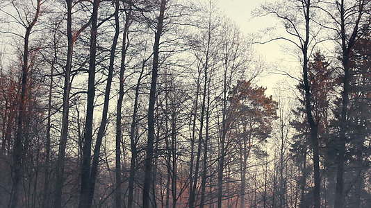 冬光辉森林秋林黑暗树干寒冷视频的预览图