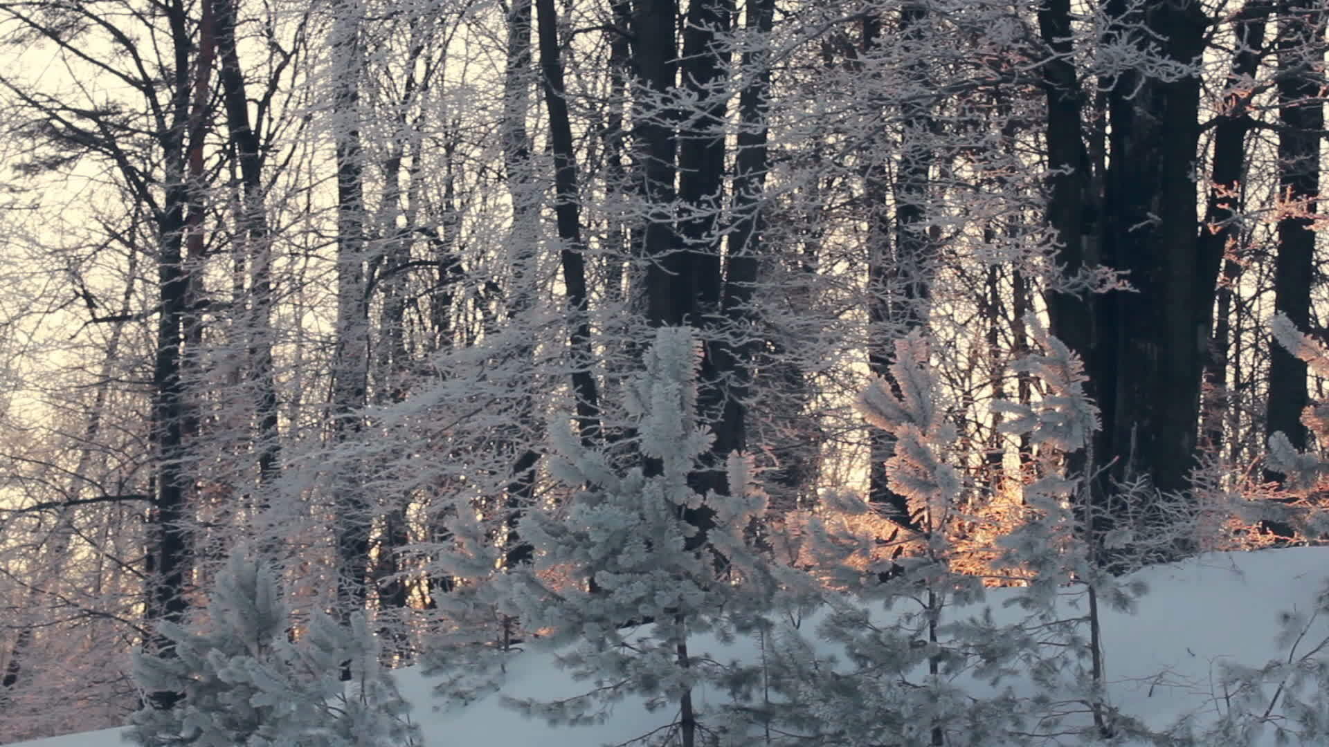 树木覆盖着冬季森林全景雪视频的预览图