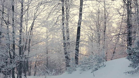 冬季森林景观在冬季森林中淘金视频的预览图