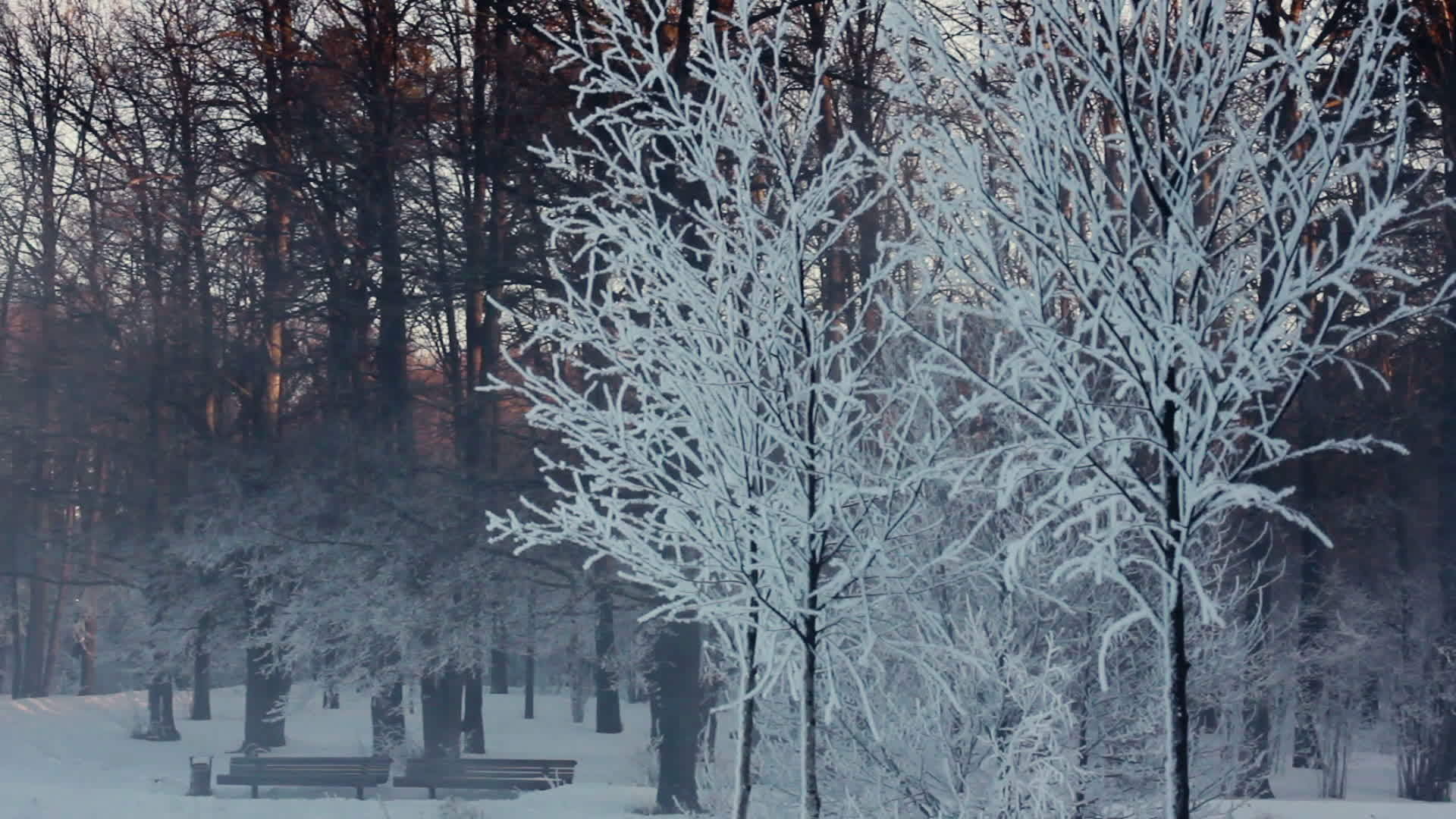 冬季公园全景河岸便桶视频的预览图