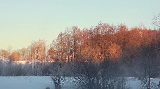 冬季风景森林的金色树木被雪覆盖视频的预览图