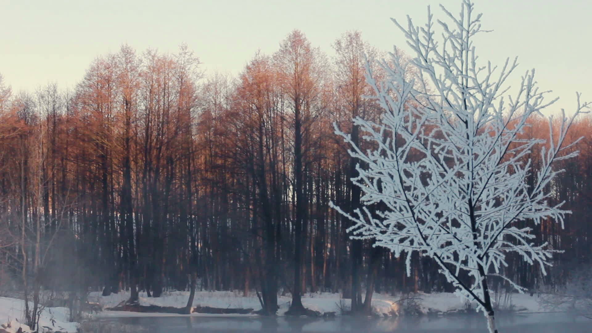 冬天森林里雾蒙蒙的晨雪覆盖了森林中的树木河雾视频的预览图