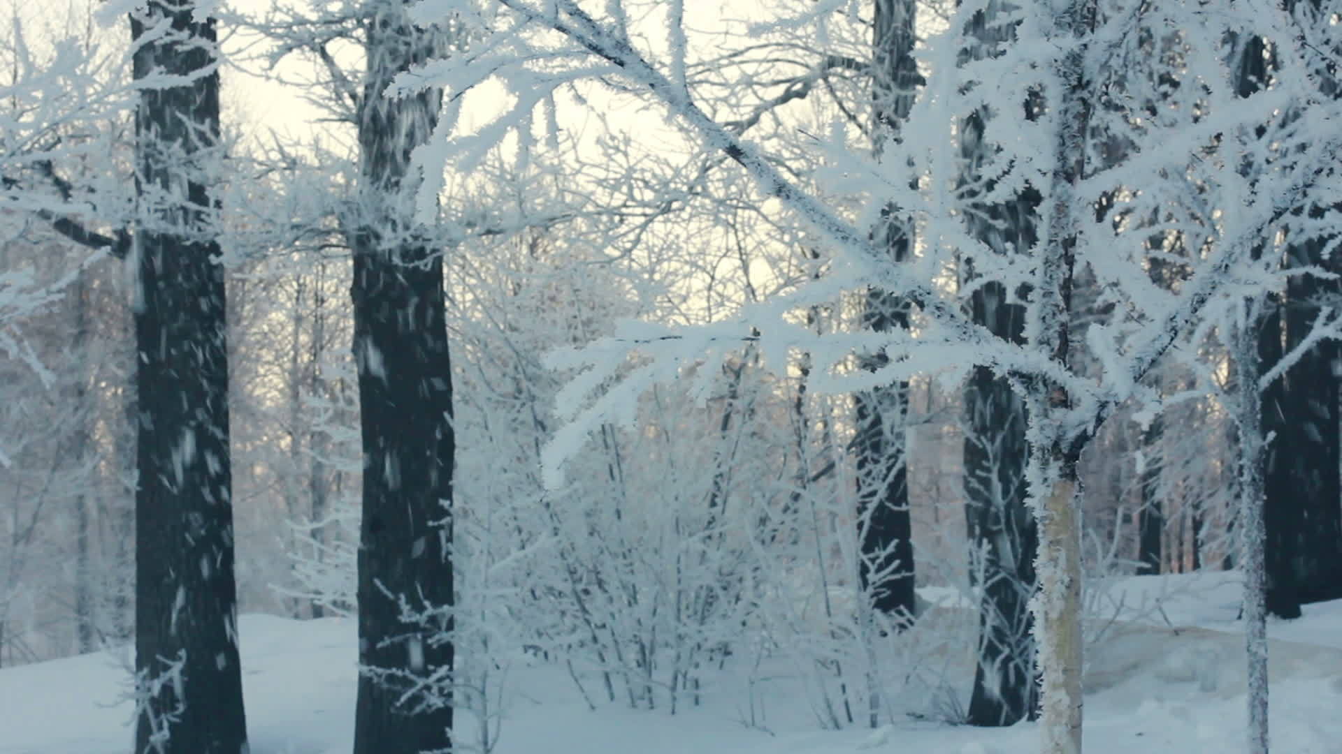 冬天多雪的树摇树白雪覆盖的树雪从树上落下视频的预览图