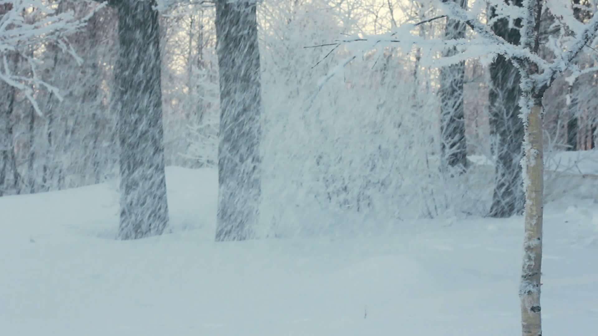 冬天公园里从树上落下的雪雪白雪覆盖的树雪暴视频的预览图