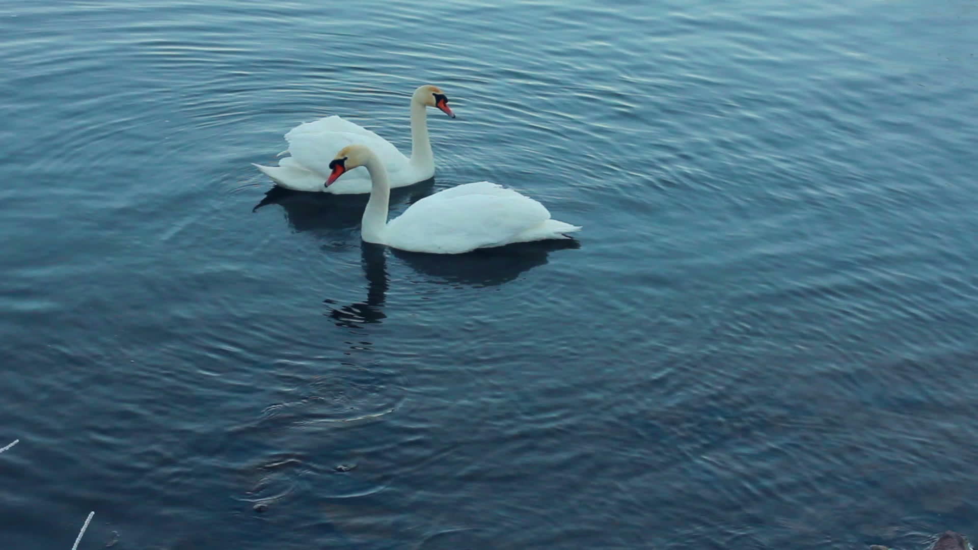 白天鹅夫妇鸟在河上游在湖中游泳视频的预览图