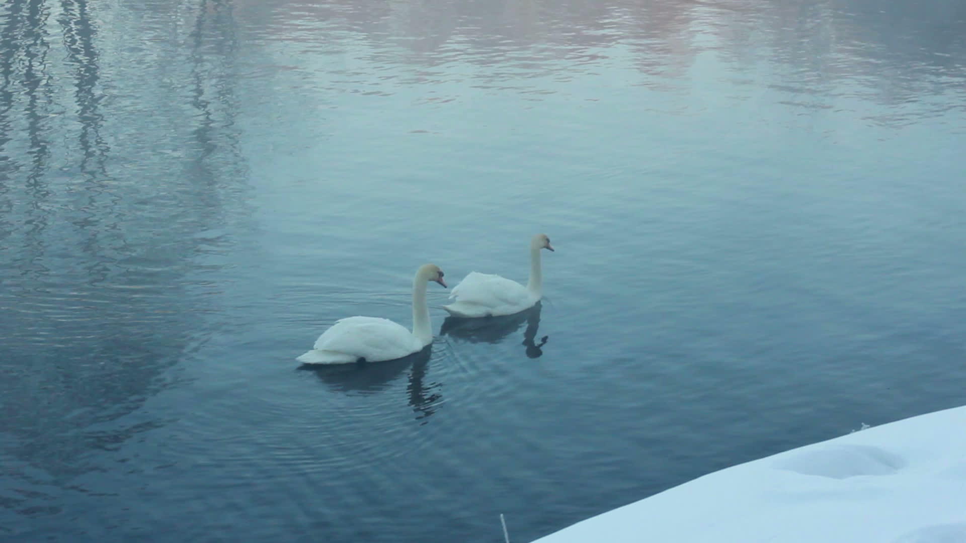 一对白天鹅在水上游泳冷河雾视频的预览图