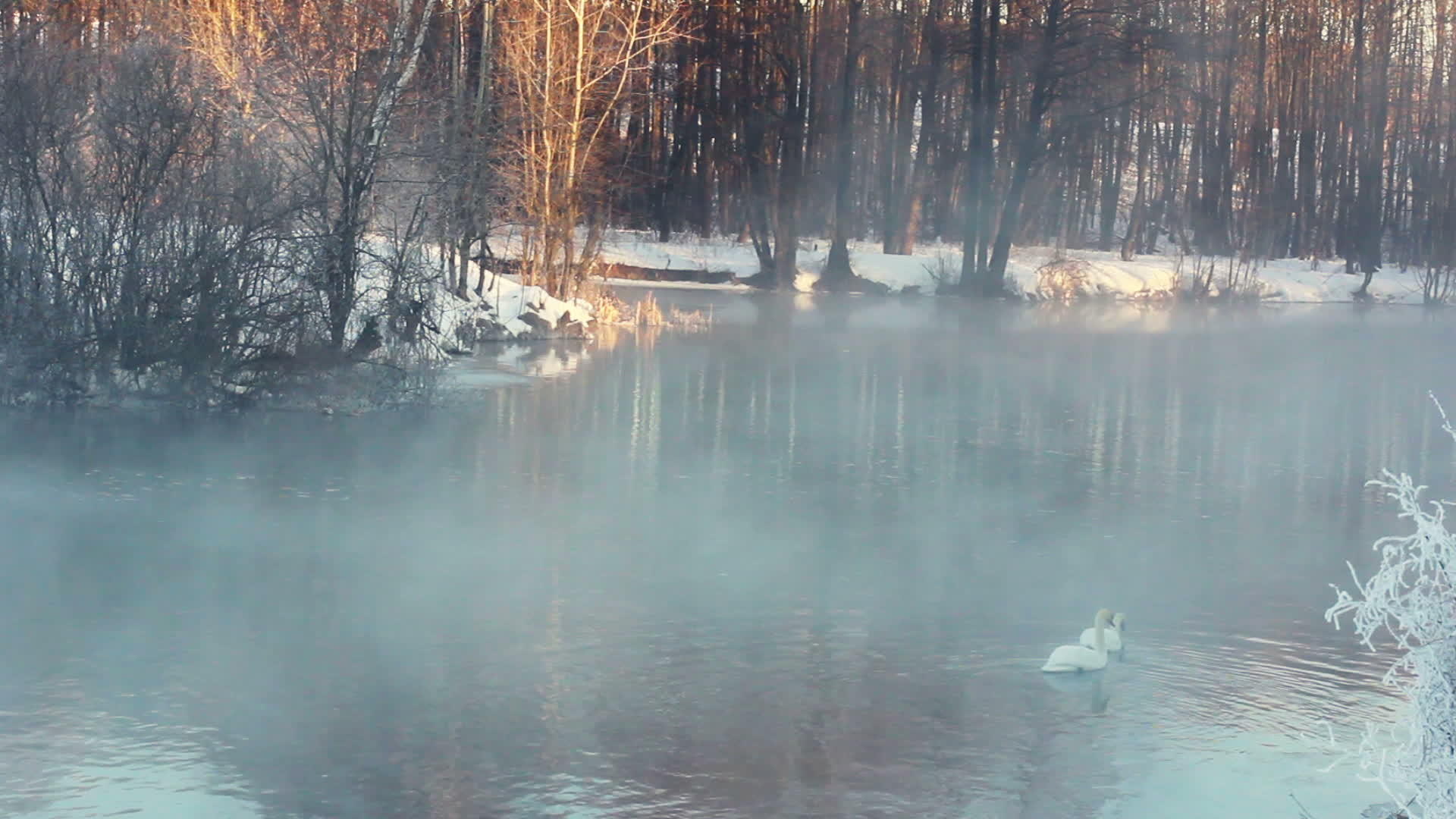 雾河游泳鸟冬季风景森林视频的预览图