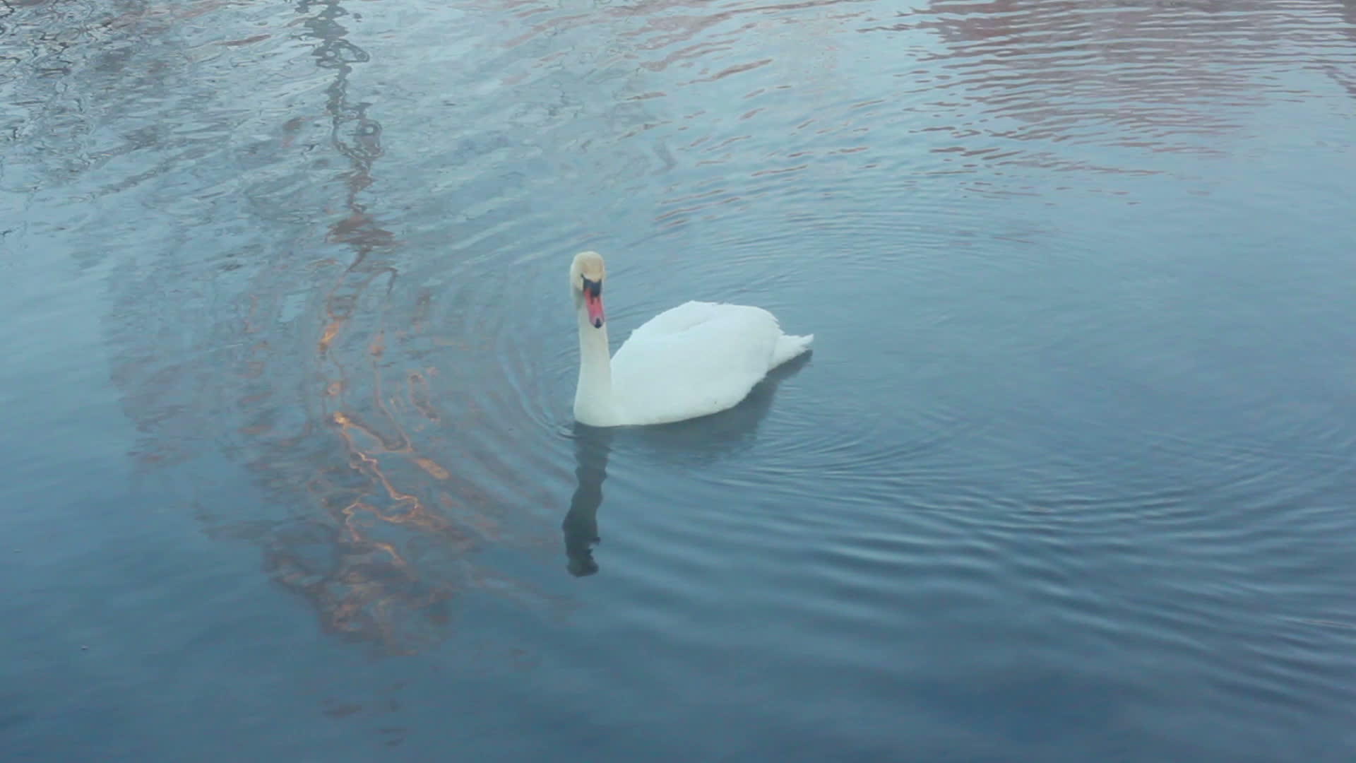 潜水白天鹅在湖中游泳视频的预览图