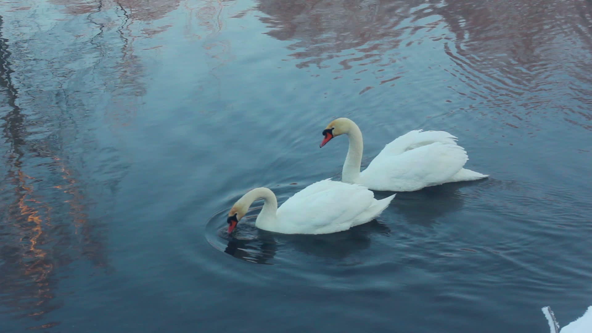 白天鹅在湖中游泳视频的预览图