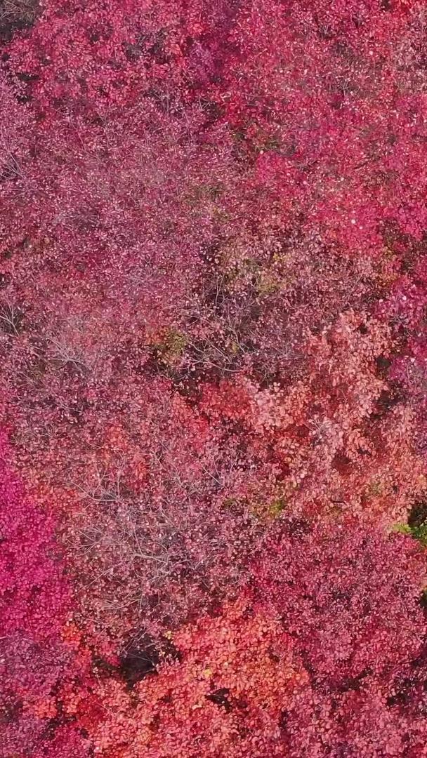 山东潍坊石门坊秋季风景航拍视频视频的预览图