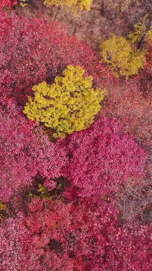 山东潍坊石门坊秋季风景航拍视频视频的预览图