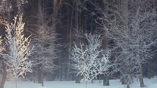 冬季森林中的早晨冬季森林中的日出被雪覆盖视频的预览图