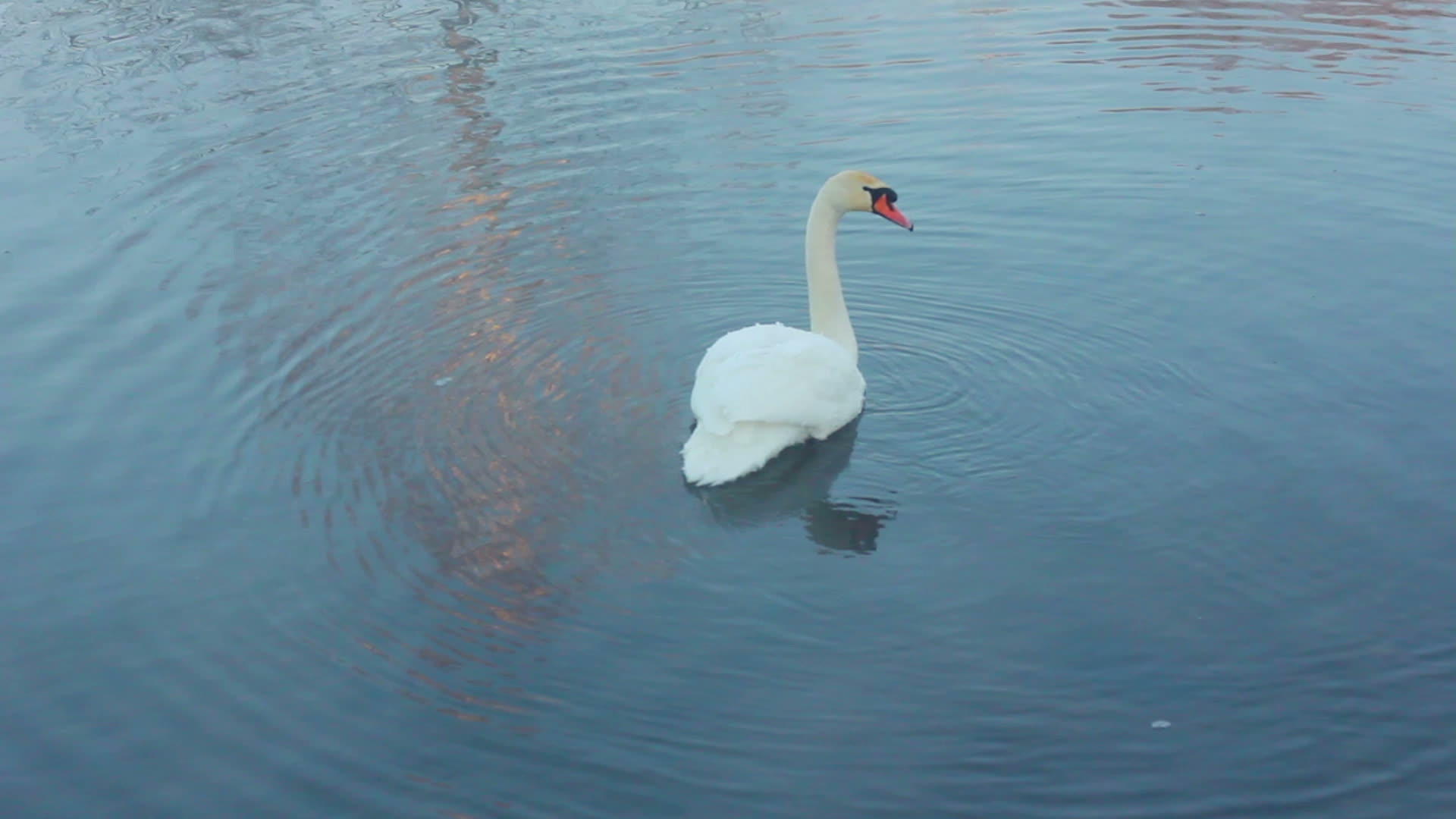 在湖边游泳的白天鹅冬天寒冷的河雾视频的预览图