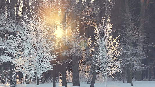 冬天森林里的日落穿过冬天的树木视频的预览图
