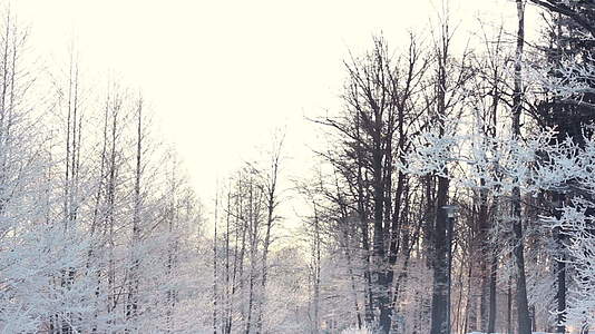 树木被冬季背景森林中的雪覆盖视频的预览图