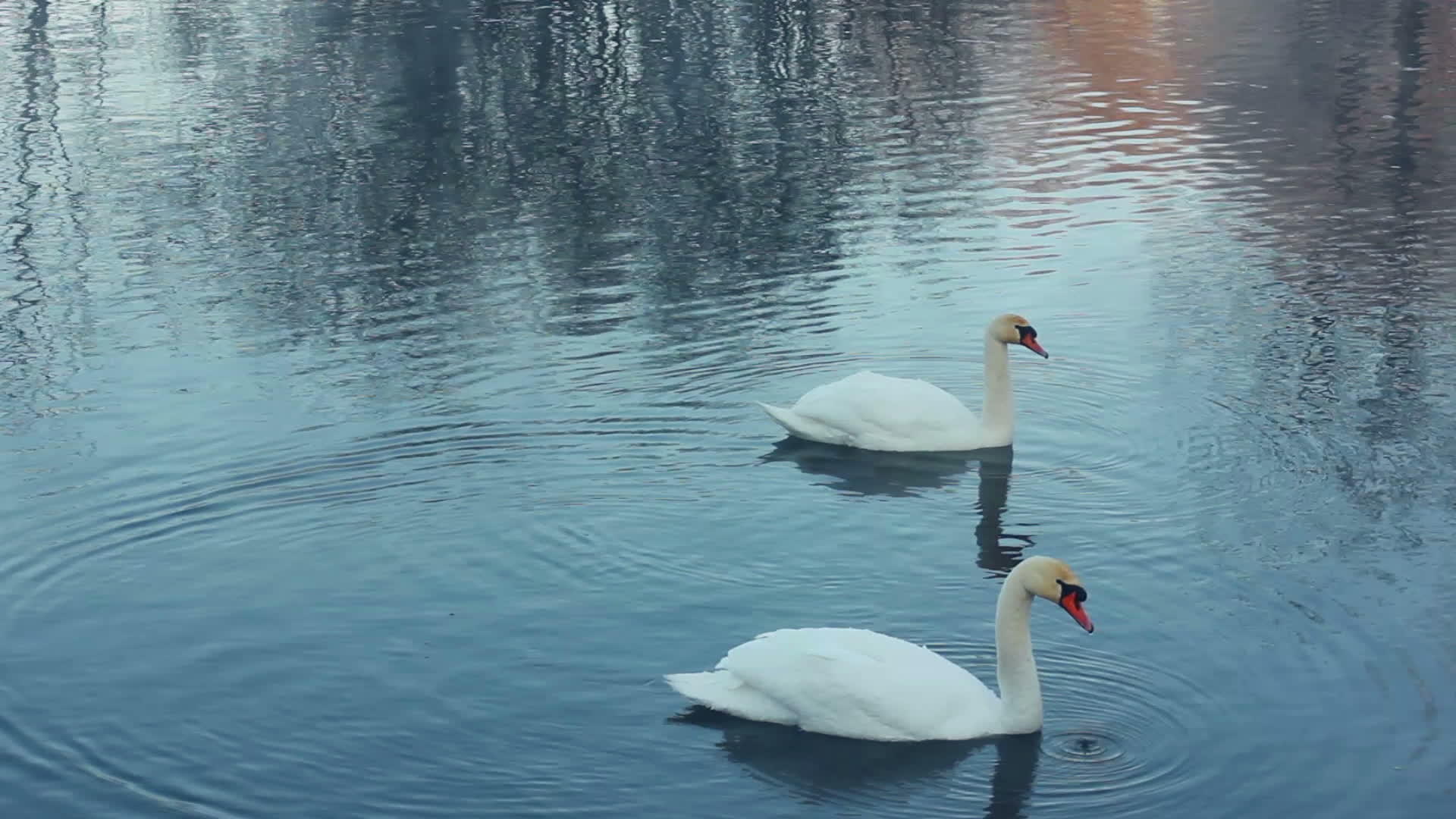 在湖中游泳天鹅的羽毛白天鹅在湖中游泳视频的预览图